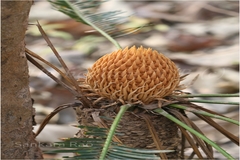 Cycas sphaerica